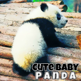 Cute Baby Panda - cute-baby-panda